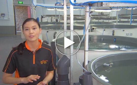 How about a career in aquaculture research?
